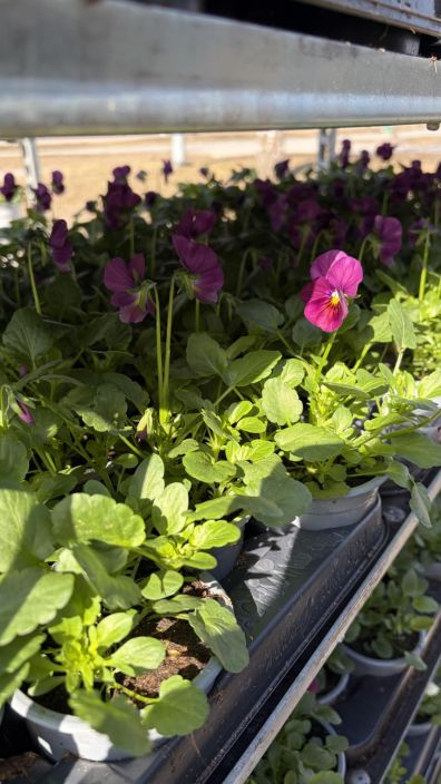 Orvokkitaimi 9cm tuotekuva 1 Orvokkitaimi 9cm tuotekuva 1