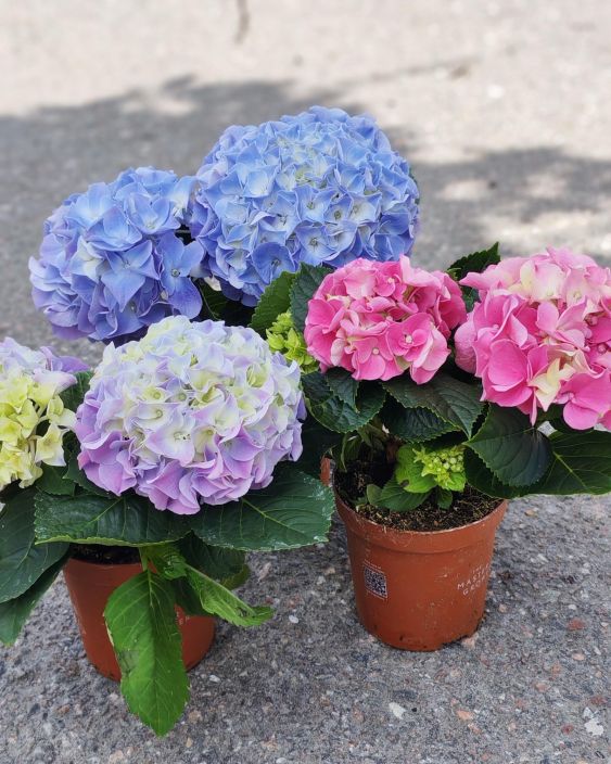 Hortensia 10,5cm tuotekuva 1 Hortensia 10,5cm tuotekuva 1