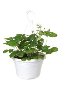 Mansikka-amppeli 25cm