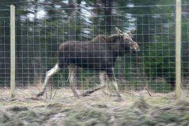 Riista-aita 200cm x 50m