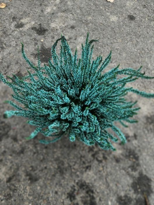 Calluna 12cm värjätty tuotekuva 1