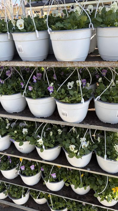 Orvokkiamppeli tuotekuva 2 Orvokkiamppeli tuotekuva 2