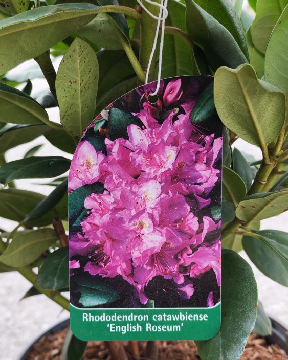 Alppiruusu 21cm tuotekuva 1 Alppiruusu 21cm tuotekuva 1