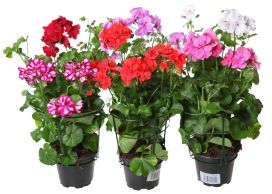 Riippupelargonia 12cm