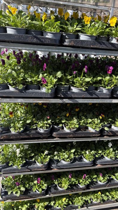 Orvokkitaimi 9cm tuotekuva 4 Orvokkitaimi 9cm tuotekuva 4