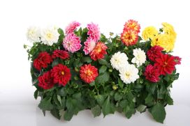 Dahlia 11cm KOTIMAINEN