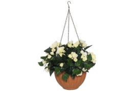 4Living 4Living Begonia amppeli valkoinen 631746