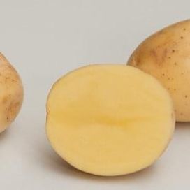 maa-aitta Istukasperuna Lady Felicia 3kg