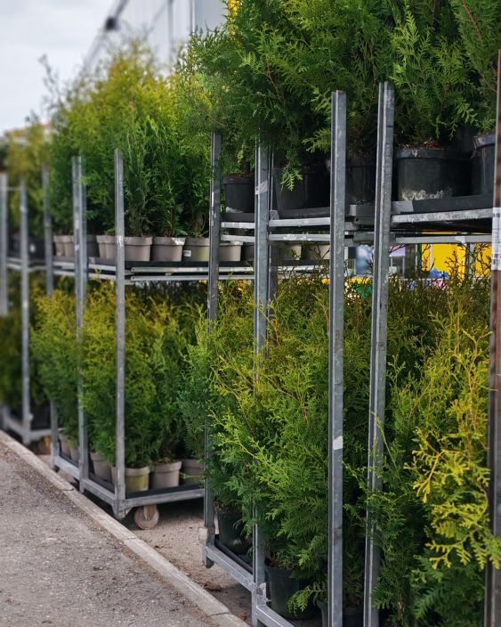 Kartiotuija "Brabant" 80-100cm tuotekuva 2