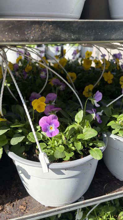 Orvokkiamppeli tuotekuva 1 Orvokkiamppeli tuotekuva 1