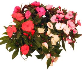 Uuden-Guinean Liisa 12cm