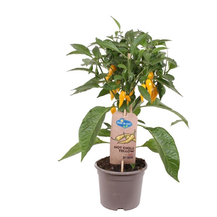 Chilipaprika 14cm tuotekuva 2