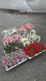 Petunia 10,5cm
