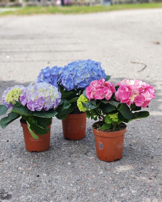 Hortensia 10,5cm Valikoimassa puna-, valko- ja sinikukkaisia ruukkuhortensioita 10,5 cm ruukussa. Hortensia 10,5cm Valikoimassa puna-, valko- ja sinikukkaisia ruukkuhortensioita 10,5 cm ruukussa.