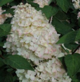 Grandiflora syyshortensia 3L
