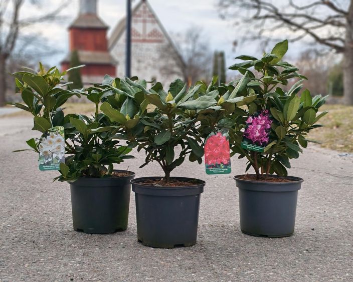 Alppiruusu 21cm tuotekuva 5 Alppiruusu 21cm tuotekuva 5