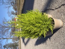 Kultasypressi Wilma 13cm