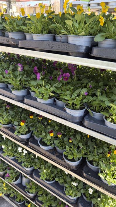 Orvokkitaimi 9cm Kotimainen pienikukkainen orvokki 9 cm ruukussa. Orvokkitaimi 9cm Kotimainen pienikukkainen orvokki 9 cm ruukussa.