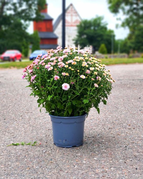 Pallokrysanteemi iso 19cm tuotekuva 1
