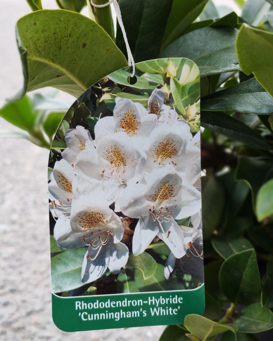 Alppiruusu 21cm tuotekuva 2 Alppiruusu 21cm tuotekuva 2