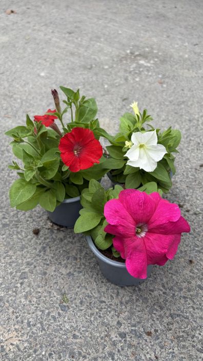 Kesäkukkataimi 9cm tuotekuva 3